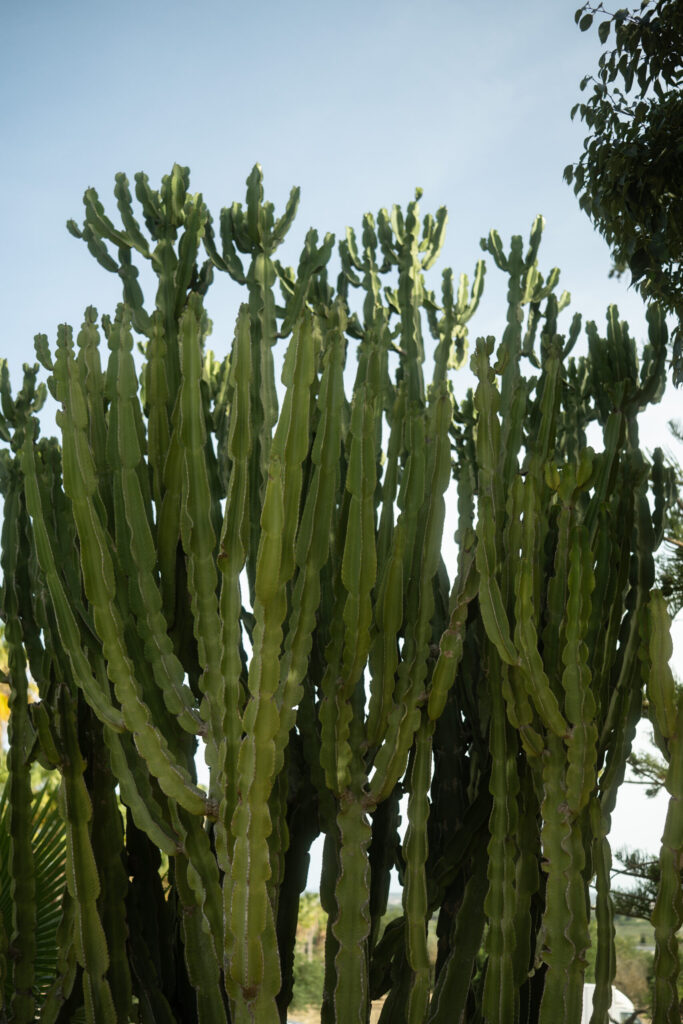 Mallorca Hochzeit. Destination Wedding Mallorca. Echte Hochzeitsbilder.