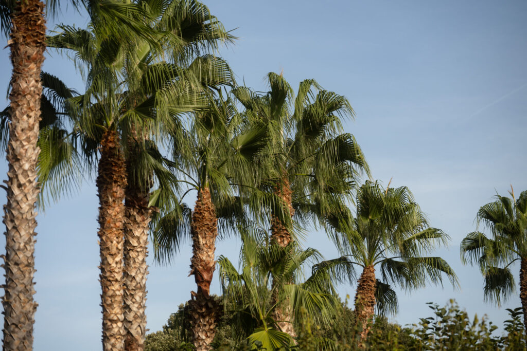 Mallorca Hochzeit. Destination Wedding Mallorca. Echte Hochzeitsbilder.